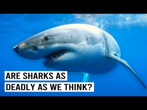 Are Sharks Deadly Human Killers Or Misunderstood Sweethearts? | Sharks On Trial | Wild Waters