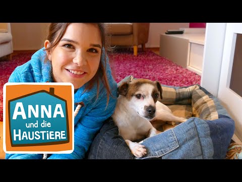 Willkommen zu Hause Streuner! | Information für Kinder| Anna und die Haustiere