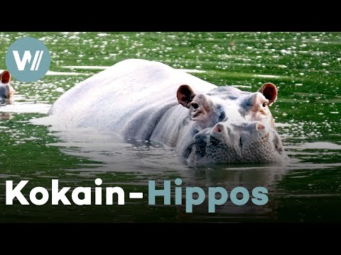 Pablo Escobars Flusspferde in Kolumbien: Touristenattraktion oder Umweltkatastrophe? (Doku, 2021)