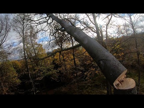 Was waren hier für Idio... unterwegs? Fette Fällungen, fette Spitzen!