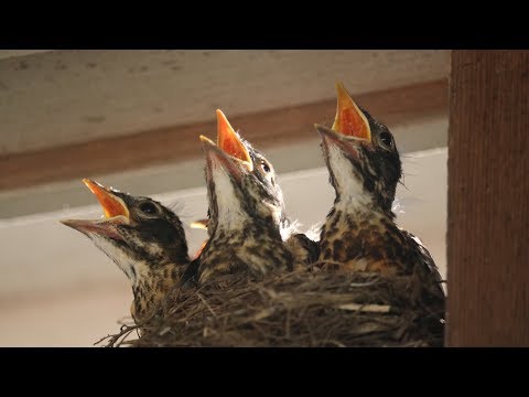 Baby Robins: Feeding to First Flight & Leaving Nest (HD)