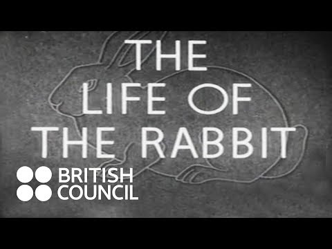 The Life of the Rabbit (1945)