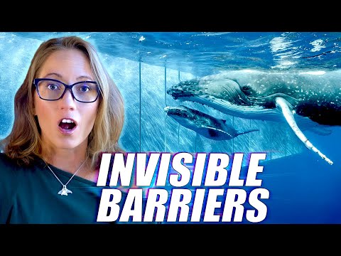 Invisible Barriers in the Ocean That Animals Cannot Cross