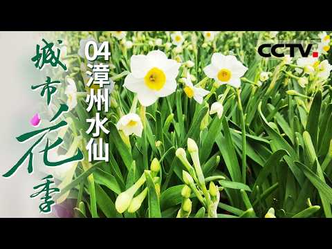 《城市花季》04 漳州水仙:水仙的培育需要历经三年沉淀 才能成为一颗成品花球【CCTV纪录】