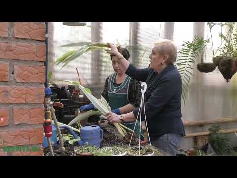 Сезон размножения. Делим, режем, черенкуем.