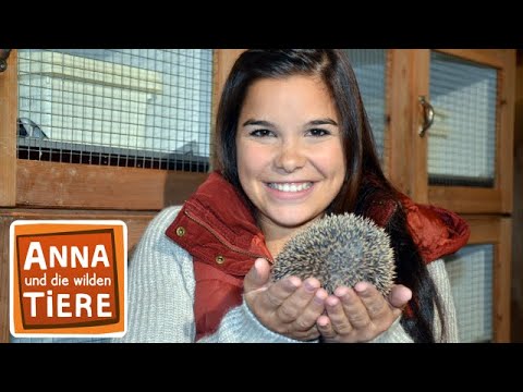 Wie kommt der Igel durch den Winter? | Reportage für Kinder | Anna und die wilden Tiere