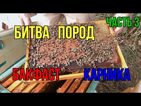 Сравнение пород карника и бакфаст в конце сезона. Карника тройзек, бакфаст b-80, f-2