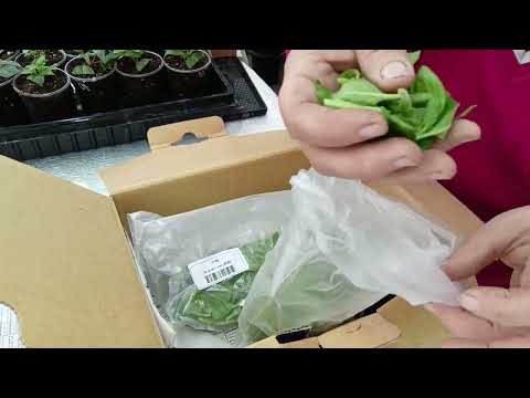 Получила евронеукор от Данцигер 42 неделя. 