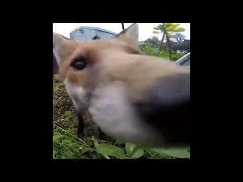 Aqua - Calling You (Nightcore/Fuchscore Edit)