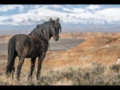 Шын жүйріктің үш шоқысы болады (аудиокітап)