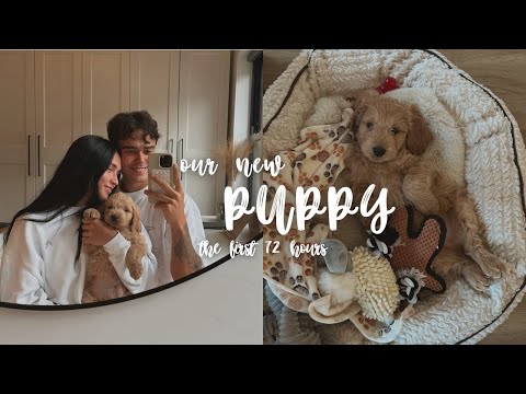 The first 72 hours with our new puppy... 🐾