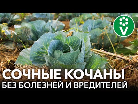 ЧТО ПОЛОЖИТЬ В ЛУНКУ ПРИ ПОСАДКЕ КАПУСТЫ и как легко защитить посадки от слизней