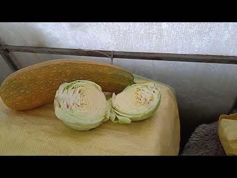 The chickens fall on their feet.