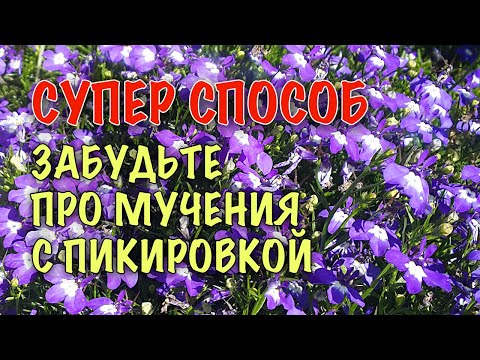 НЕТ ПИКИРОВКЕ! Как ПРОСТО И БЫСТРО посеять ЛОБЕЛИЮ. Два СУПЕР способа БЕЗ ПИКИРОВКИ! СЕЮ ТОЛЬКО ТАК!