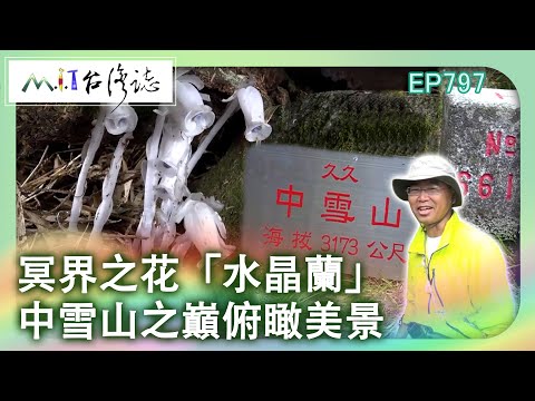 冥界之花「水晶蘭」　中雪山之巔俯瞰美景｜台中市和平區 麥覺明【@ctvmit797集】