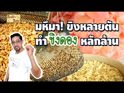 มหึมา!! ขิงหลายตัน ทำขิงดอง หลักล้าน  I ถึงพริกถึงขิง