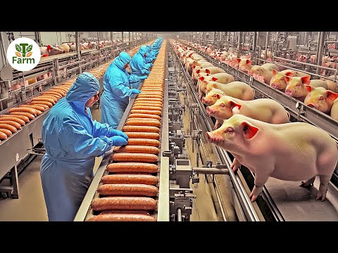 How Australian Farmers Efficiently Transport and Process Millions of Pigs | Processing Factory
