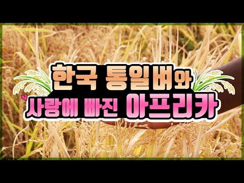 한국 통일벼와 사랑에 빠진 아프리카