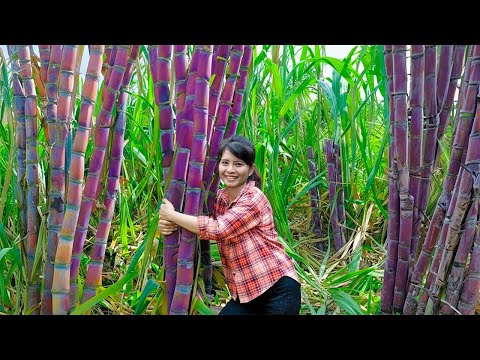 Harvesting Purple Sugar Cane Go To Countryside Market Sell | Cooking & Take care Garden