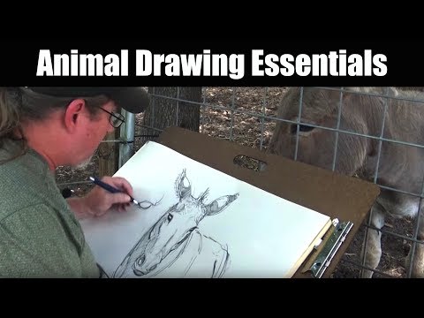 Drawing - Animal Drawing Essentials