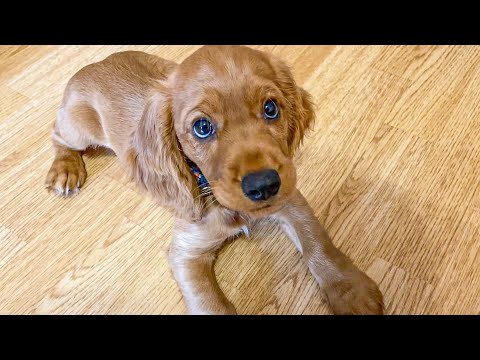 HOW TO TRAIN A DRAGON! THEA, 2 MONTHS OLD. RUSSIAN HUNTING SPANIEL