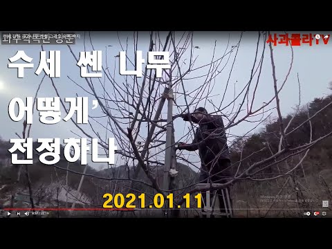 [사과전정]수세 강한 사과나무 전정 그리고 유목 측지