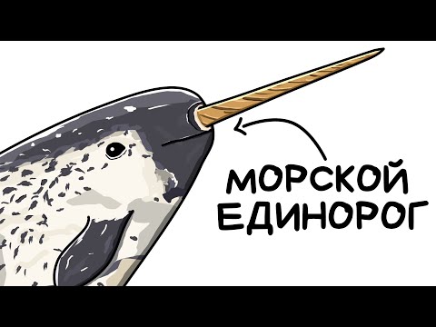 You are a Narwhal (AND THIS IS YOUR WHOLE LIFE)