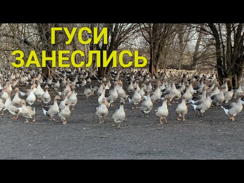 Гуси занеслись//Первое яйцо// Дезинфекция гнёзд