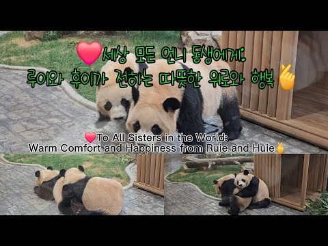 [ep.36]함께하는 하루: 루이후이, 서로에게 전부가 되다.  A Day Shared: Ruie & Huie Become Everything to Each Other.#자매판다