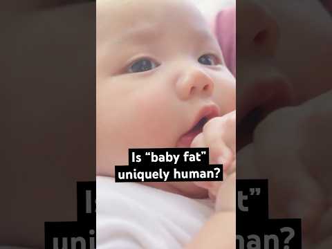 Animals don't tend to have baby fat, so why do humans?
