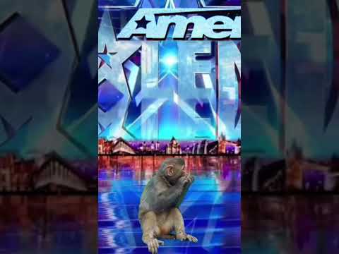 this is unbelievable this Monkey didn't expect this #americagottalent #stayloud #signaldown #nojoke