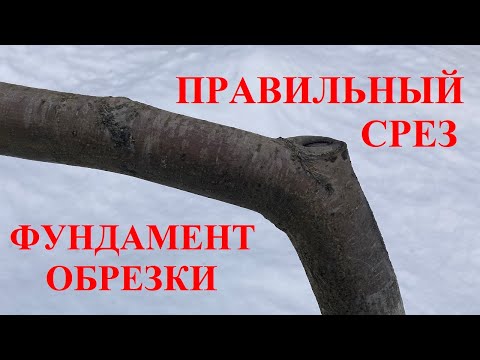 Азбука обрезки. Как правильно делать срезы