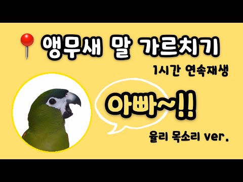 🦜My parrot says 'father' [아빠/appa] in Korean.
