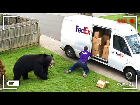 КУРЬЕРЫ ПРОТИВ ЖИВОТНЫХ. КОГДА ВСЁ ПОШЛО НЕ ПО ПЛАНУ