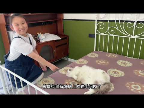 五一假期带布偶猫回村，结果揍了大马蜂吓坏铲屎官