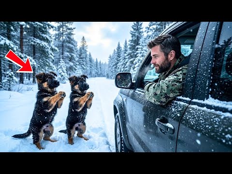 Two Puppies Begged a Navy SEAL for Help — And What Happened Next Melted Every Heart!