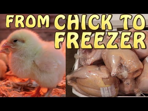Raising Cornish Cross Meat Chickens ~ From Chick To Freezer!