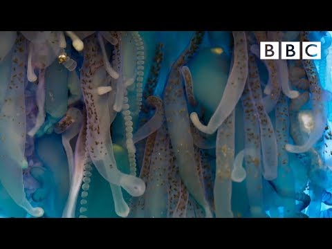 The deadly tentacles of the Portuguese man o' war | Blue Planet II - BBC