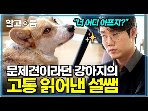 "얼른 병원 가야될 거 같은데요?" 그 누구도 눈치채지 못했다! 문제 행동 고치러 왔다가 표정 굳어진 설쌤｜세상에 나쁜 개는 없다｜알고e즘