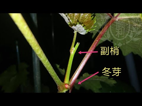 葡萄小树修剪，识别冬芽与副梢(侧枝) 2 ，(如何压抑使枝干变成粗壮）之前一集怕大家听没明白。比较适合盘栽种植修剪法。破手机拍摄模糊不清请多多见谅 😁😁😁