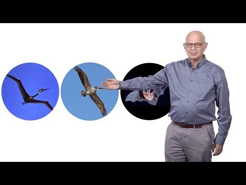 Marc Kirschner (Harvard): Evolvability