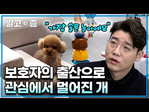 "그래도 최선을 다하고 계시는 것 같아요!" 보호자의 쌍둥이 출산 이후 심각해진 공격성. 너무 심해진 문제행동에 피 흘리는 보호자들┃세상에 나쁜 개는 없다┃알고e즘