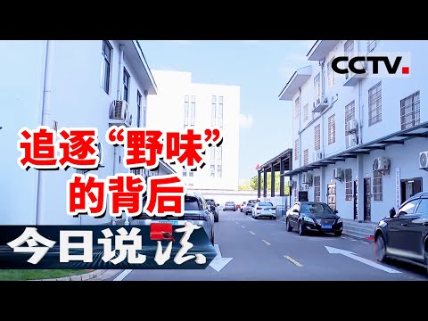 《今日说法》“昆仑”行动显神威！公安县端掉黑心餐馆 466只绿翅鸭背后竟牵出特大涉野生动物犯罪网络！20250923 | CCTV今日说法官方频道