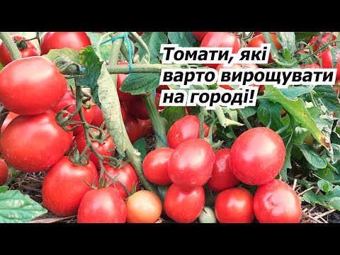 I can recommend these four low-growing tomatoes for growing to everyone!