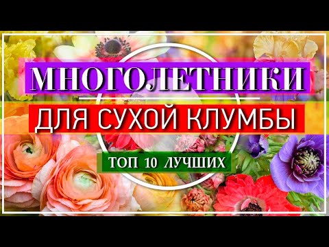 ТОП 10 Многолетников, Которые Пышно ЦВЕТУТ Без Полива 🌈🌞  Для Солнечной Клумбы 🌹 САМЫЕ Эффектные 👍💕