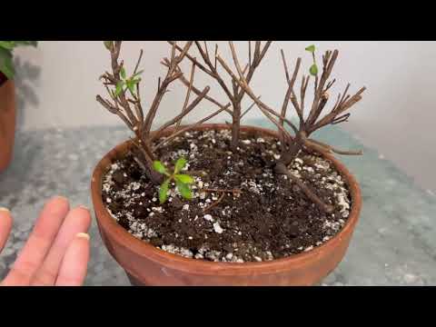 Мои азалии, мой летний уход за Азалиями