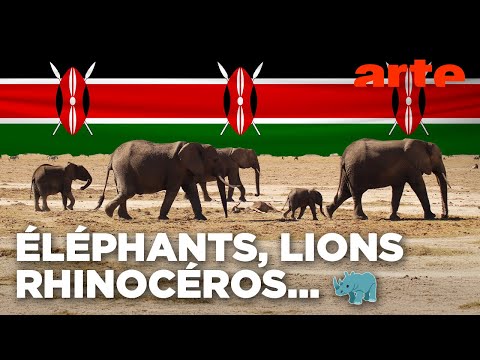 Au Kenya, la diversité de la faune impressionne | ARTE