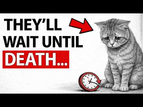 Your CAT Waits Their WHOLE LIFE For You to DO THIS! (Don't Betray Them)