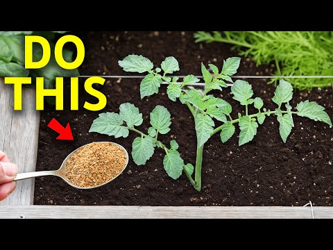 Just One Scoop and Plants Grow Faster and Produce More Fruit