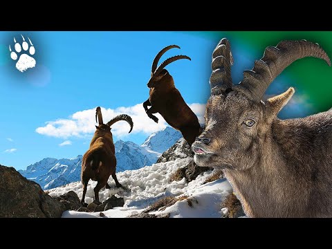 BOUQUETIN : La Face Cachée du Roi des Alpes 🏔️🐐 - Documentaire Animalier - AMP